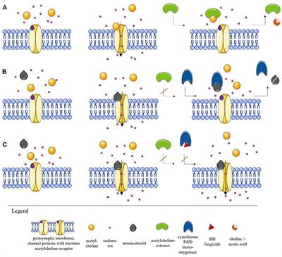 Interaction of Insecticides and Fungicides in Bees